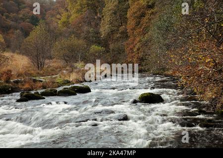 Fluss Rothay fließt vorbei Baneriggs Wood in der Nähe von Grasmere, im Lake District, Großbritannien Stockfoto