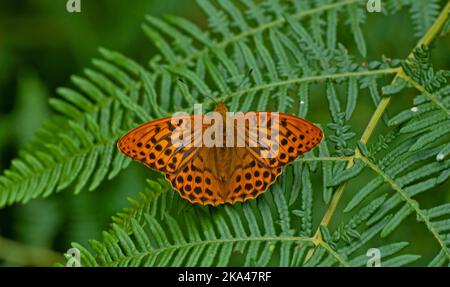 Foto eines silbergewaschenen Fritillarschmetterlings in der Sommersonne Stockfoto