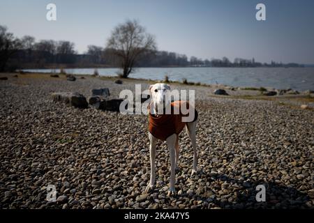 Ein flacher Fokus eines weißen italienischen Greyhound-Hundes in brauner Kleidung, der am felsigen Strand steht Stockfoto