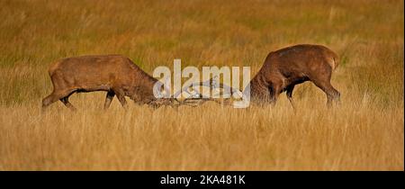 Rothirschhirsche im Richmond Park, die während der Brunftzeit gefangen wurden Stockfoto