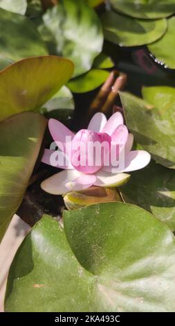 Eine vertikale Aufnahme einer Schweinchen-Seerose auf einer Wasseroberfläche an einem sonnigen Tag Stockfoto