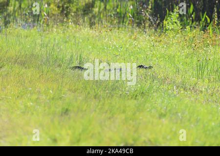 Florida American Alligator versucht, sich im Gras zu verstecken Stockfoto