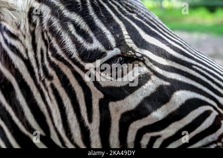 Nahaufnahme eines Zebras im Zoo Stockfoto