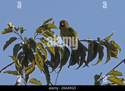 Peach-fronted Sittuet (Eupsittula aurea) Erwachsener thront auf dem Baum Pantanal, Brasilien. Juli Stockfoto