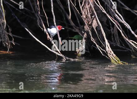 Rot-kappiger Kardinal (Paroaria gularis) Erwachsener, der über dem Rio Azul, Brasilien, thront. Juli Stockfoto