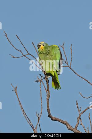 Amazonas mit türkisfarbener Fassade (Amazona aestiva), thront in einem Baum, der Pantanal, Brasilien, ausdehnt. Juli Stockfoto