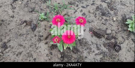 Bunte Blume auf dem Boden gepflanzt. Plantagenmuster. Stockfoto