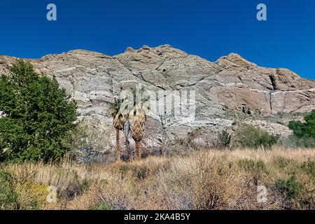 Fächerpalmen (Washingtonia filifera) im Whitewater Preserve, Pacific Crest Trail, Riverside County, Kalifornien, USA Stockfoto