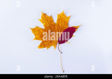 Herbst Ahornblatt gelb auf weißem Hintergrund. Trockenes Blatt vom Baum gefallen.. Stockfoto