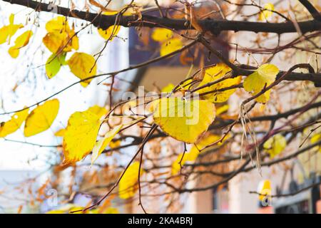 Gelbe Herbstblätter auf dem Baum leuchten hell in den Sonnenstrahlen. Stockfoto