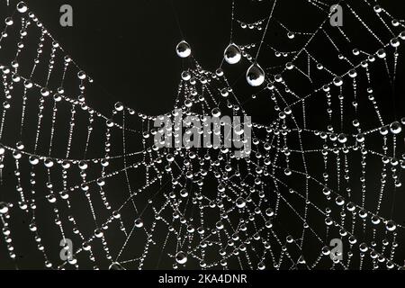 Wassertropfen auf Spinnennetz, Spanien. Stockfoto