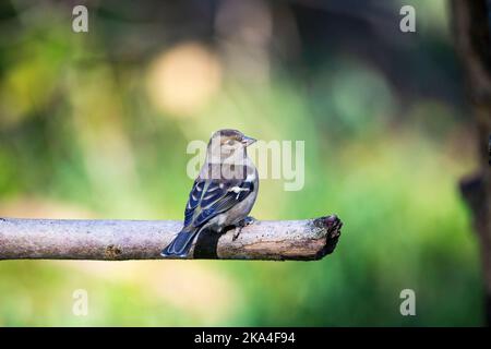 Gemeine Chaffinch-Hündin Fringilla coelebs, die auf einem Stock jauntil und mit schönen Gefieder-Markierungen vor diffusem Hintergrund ausrast Stockfoto