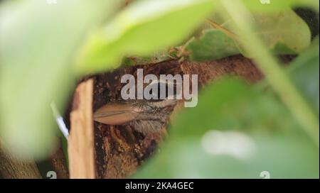 Eine Nahaufnahme eines Weißwabenbarbetes, der aus seinem Nest herausguckt, umgeben von grünen Blättern Stockfoto