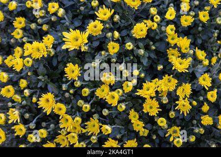 Gelbe Chrysanthemenblumen (Mütter) blühen in einem Garten Draufsicht Stockfoto