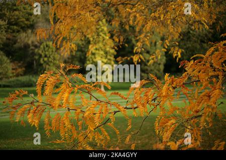 Lesnes Abbey Wälder im Herbst - ein gleditsia Baum im Vordergrund Stockfoto