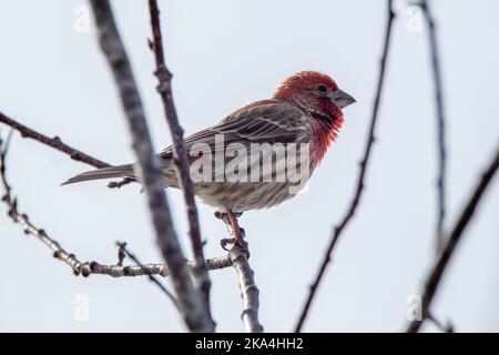 Eine schöne Aufnahme eines purpurnen Finken, der auf einem Baum sitzt Stockfoto