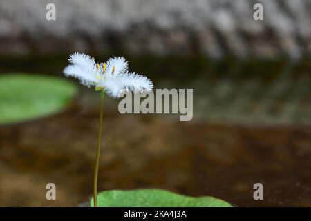 Eine selektive Fokusaufnahme einer Wasserschneelflockenblume, die in einem Gartenteich wächst Stockfoto