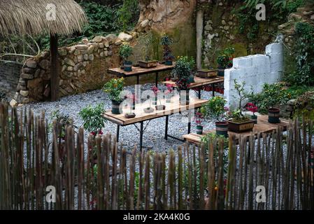 Eine leere Bonsai-Werkstatt, Bäume auf Holztischen Stockfoto