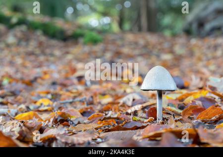 Ein einziger blasser Pilz unter den abgefallenen Blättern im New Forest, Hampshire, Großbritannien im Herbst Stockfoto