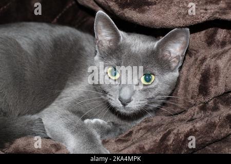 Ein Porträt einer leuchtend grünen russischen blauen Katze, die auf der weichen Decke liegt Stockfoto