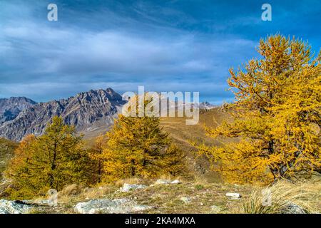 Am Fuße des Oronaye-Gebirges: Herbst im Maira-Tal im südlichen Piemont Stockfoto