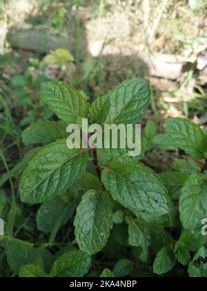 Spearmint, auch bekannt als Gartenminze, gemeine Minze, Lammminze und Makrelenminze. Minzblatt und Minzbaum Stockfoto