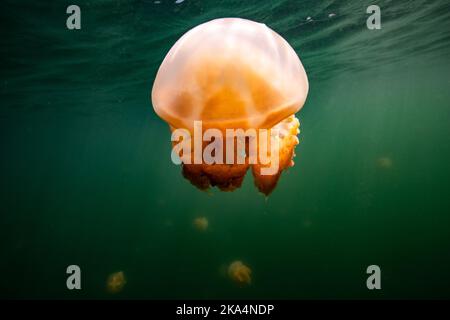 Die schöne Aufnahme des Jellyfish Lake - ein See auf der Insel Eil Malk in Palau Stockfoto