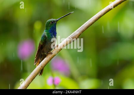 Grün-rückiger oder weißschwänziger Hillstar - Urochroa leucura, früher im weißschwänzigen Hillstar, Kolibri in Brillanten, Stamm Helianthini in Lesb Stockfoto