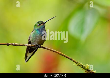 Grün-rückiger oder weißschwänziger Hillstar - Urochroa leucura, früher im weißschwänzigen Hillstar, Kolibri in Brillanten, Stamm Helianthini in Lesb Stockfoto