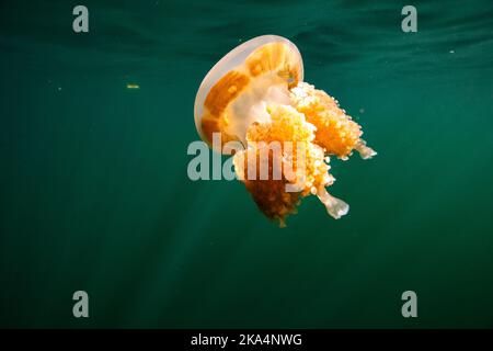 Die schöne Aufnahme des Jellyfish Lake - ein See auf der Insel Eil Malk in Palau Stockfoto