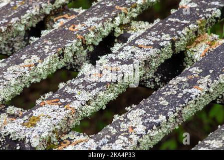 Flechten auf einem alten Holzzaun mit selektivem Fokus, Planken, gealtert, Pilze Stockfoto