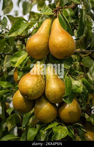 Ein Haufen reifer, organischer Konferenzbirnen, die in einem Birnenbaum-Obstgarten am Ast hängen Stockfoto