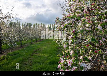 Offene Somerset Apfelplantagen in voller Blüte Stockfoto