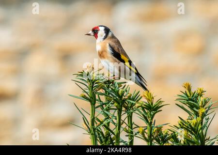 Der Europäische Goldfink thront auf dem Eibenbaum Stockfoto