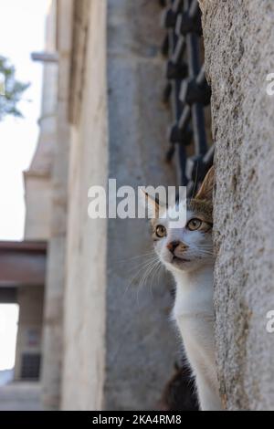 Niedliches streunendes Katzenportrait. Streunende Katze sitzt auf einem Fenster der Moschee in Istanbul. Türkische Kultur Hintergrund Foto. Stockfoto