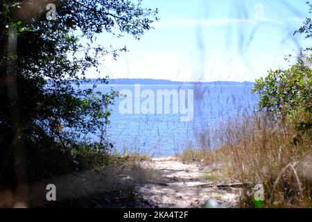 Dies ist ein Blick auf den Toledo Bend Reservoir von den Wanderwegen am South Toledo Bend State Park in Anacoco Louisiana. Stockfoto