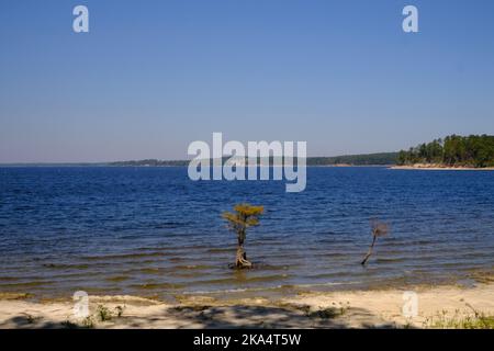 Dies ist ein Blick auf den Toledo Bend Reservoir von den Wanderwegen am South Toledo Bend State Park in Anacoco Louisiana. Stockfoto