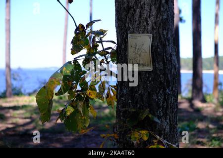 Dies ist ein Schild von Pignut Hickory am South Toledo Bend State Park in Louisiana. Stockfoto