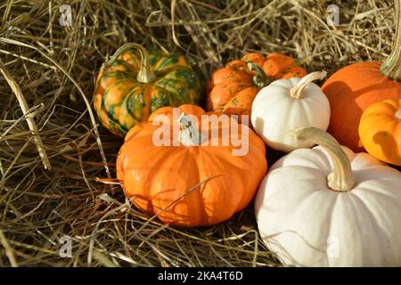 Mini-Kürbisse auf Stroh aus nächster Nähe. White Baby Boo und Orange Jack sind kleine Sorten von Kürbissen. Stockfoto