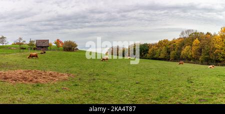 Schönes Panorama Dorf Herbst Landschaft Foto in Nordrhein-Westfalen in Deutschland. Haustiere grasen in einem großen Fahrerlager Stockfoto