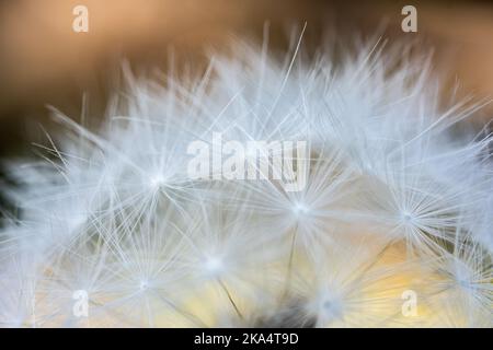Weiße Spitzen von „Dandelion Bloom“ in Nahaufnahme Stockfoto