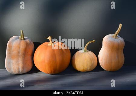 Moschata Kürbisse und Squashes auf schwarzem Hintergrund im Herbstlicht. Stockfoto