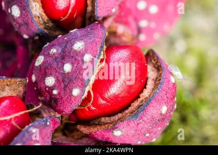 Nahaufnahme eines Magnolia Seed Pod. Stockfoto