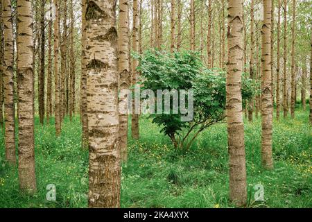 Grüner Busch inmitten von Bäumen im Wald Stockfoto