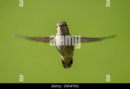 Ein Annas Kolibri (Calypte anna) schwebt im Garten von Hatley Castle in der Nähe von Victoria, British Columbia, Kanada. Stockfoto