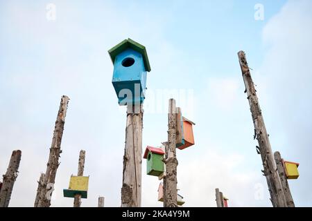 Alte Bäume mit hängenden Vogelkisten Stockfoto