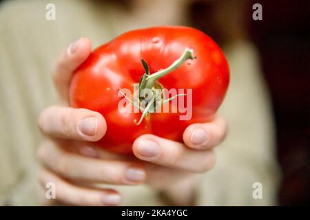 Junge Frau mit roten großen reifen Tomaten in der Hand Stockfoto
