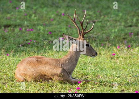 Schöne Aussicht auf Pampas Hirsch auf grünem Rasen Stockfoto