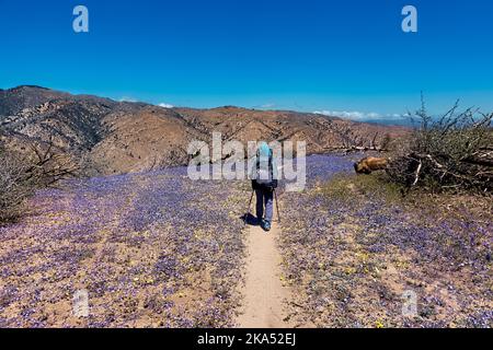 Wildblumen in der Mojave-Wüste im Frühling, Pacific Crest Trail, Tehachapi, Kalifornien, USA Stockfoto