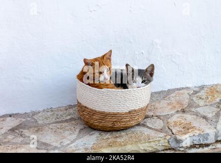 Zwei streunende, wilde Kätzchen schlafen in einem Korb. Wärme teilen. Stockfoto